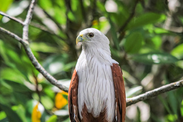 Close up of a Brahminy Kite of Langkawi, Malaysia