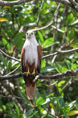 Brahminy Kite standing on a branch, Langkawi, Malaysia