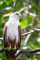 Close up of a Brahminy Kite of Langkawi, Malaysia