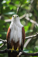 Close up of a Brahminy Kite of Langkawi, Malaysia