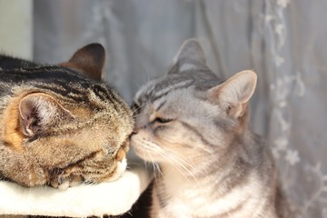 ないしょ話の猫アメリカンショートヘアー