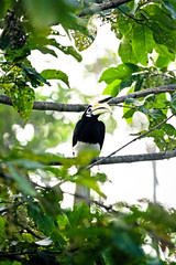 Oriental Pied Hornbill standing on a branch in a tropical forest of Borneo, Sabah, Malaysia