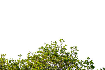 greeen leaf and brance on isolated and white background.clipping path