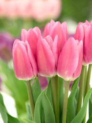 ピンクのチューリップ