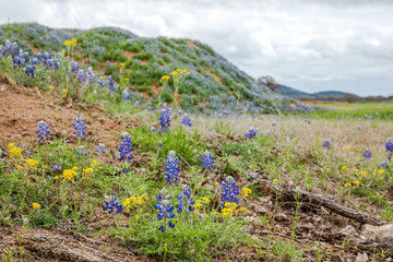 Obraz premium Poppies blooming in Spring
