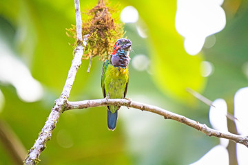 A Blue-eard Barbet singing on a branch,  in Borneo, Sabah, Malaysia