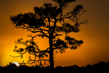 silhouette of a tree at sunset