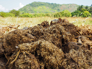 elephant dung in the field