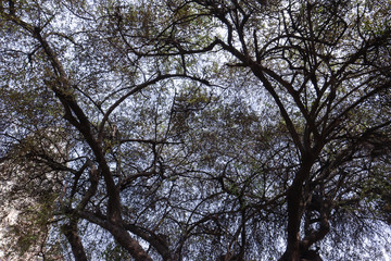 big tree and branches of tree over head. The silhouette of tree stands isolately from blue sky. Spreading branches, canopy and fresh foliage of a beautiful leafy green tree in summer sunshine.