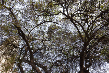 big tree and branches of tree over head. The silhouette of tree stands isolately from blue sky. Spreading branches, canopy and fresh foliage of a beautiful leafy green tree in summer sunshine.