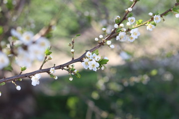 Blooming cherry branches against the blue sky on a sunny day