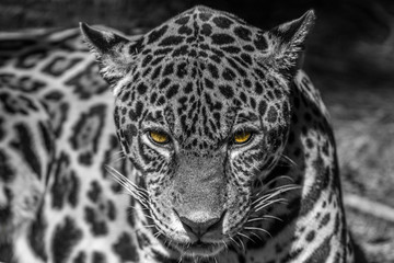 Fototapeta na wymiar portrait of a leopard