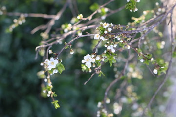 Blooming cherry branches against the blue sky on a sunny day