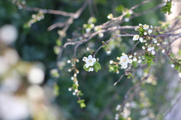 Blooming cherry branches against the blue sky on a sunny day