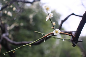 Plum blossom in rainy sky