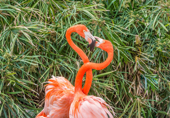 Obraz premium flamingo in water