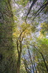 árboles en el bosque con plano nadir contrapicado y cielo de fondo
