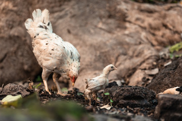 Grey Chicken outdoors, Bali, Indonesia  