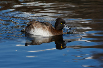 新宿御苑の鳥−17
