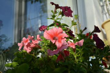 Petunias grow in small garden on the balcony. Beautiful flowers in sunny day.