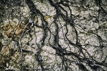 Two tree with tangled roots climbing on a rock wall with interesting pattern