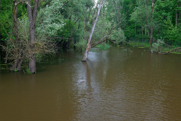 The Bosut River in eastern Croatia