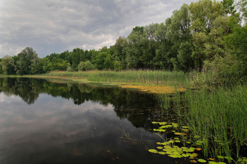 Fototapeta na wymiar A wetland in Spacva forest, floodplain of the Bosut River
