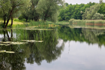 A wetland in Spacva forest, floodplain of the Bosut River
