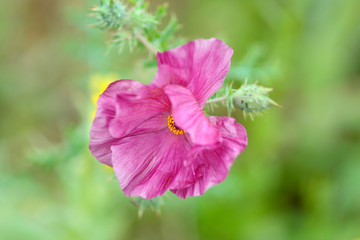 Poppies blooming in Spring