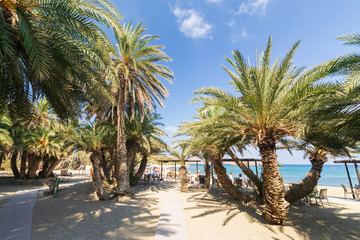 Palms in the beautiful Vai palm beach at eastern part of Crete