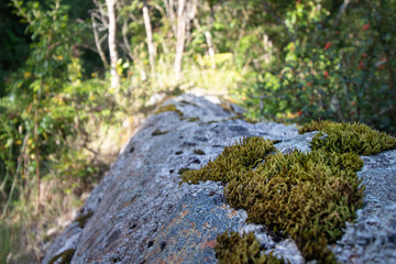 Musgo en primer plano con roca en un bosque