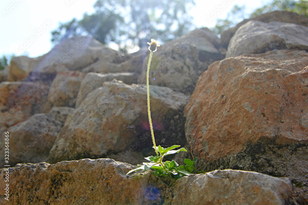 Sticker plant