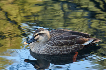 新宿御苑の鳥−40