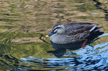 新宿御苑の鳥−38