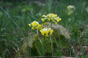 Among the spring grass, the first flowers of the primrose