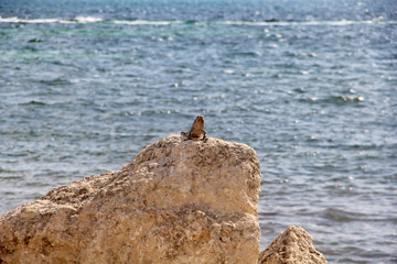 Lizard