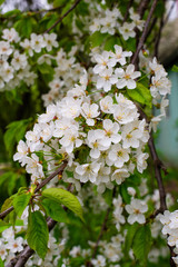 Sprig with lush flowering sweet cherry tree