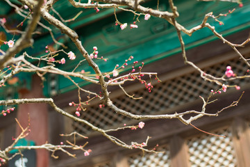 처음나온 매화꽃