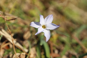 Obraz premium 野花