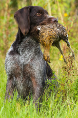 a hunting dog holds a downed grouse in its teeth