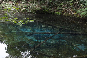 【北海道】神の子池 | 夏の道東、阿寒摩周湖国立公園にあるコバルトブルーの美しい池