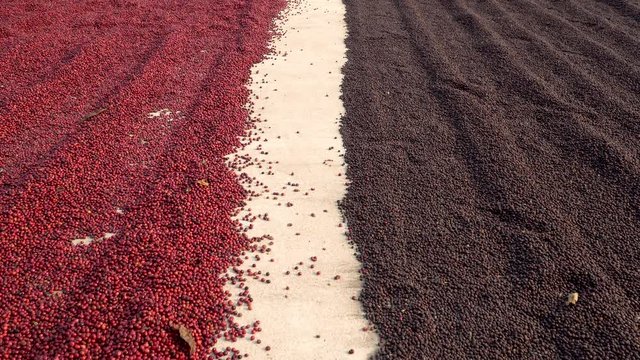 Coffee beans drying in the sun. Coffee plantations at coffee farm