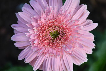 Gerbera flowers