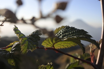 View plant 2 in Mt.Prau