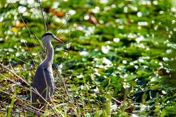 獲物をねらうアオサギ