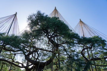 秋の金沢旅行　兼六園