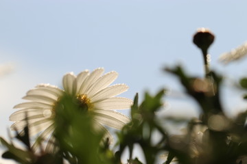 雨上がりのマーガレット