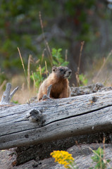 marmot