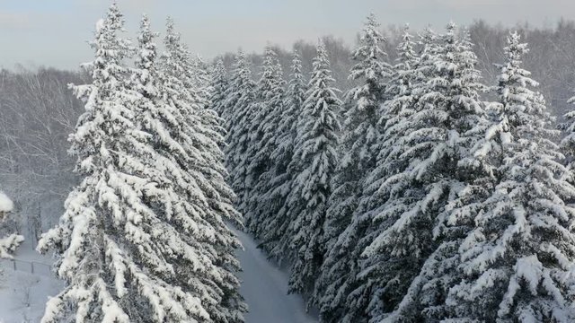 Aerial view of a frozen forest with snow covered trees at winter. Flight above winter forest top view.