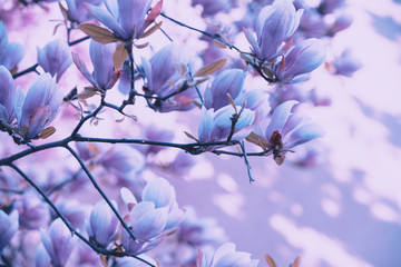 Blooming magnolia tree. Springtime. Natural vintage flowers background